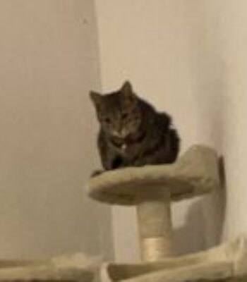 Illustration du profil de Theking